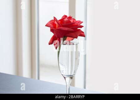 Einzelne rote Rose in Wasser, ein Weinglas mit Kopierraum auf weißem Hintergrund. Stockfoto