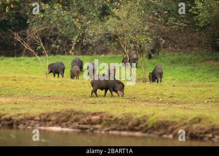 Eine Gruppe von White-lipped Peccary (Tayassu pecari), die Gras und Wurzeln an einem Flussufer im südbrasilianischen Pantanal isst Stockfoto