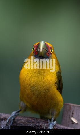 Ein Saffron Toucanet (Pteroglossus bailloni), der gerade anschaut Stockfoto