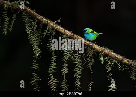 Tanager mit Grünkopf (Tangara seledon) Stockfoto