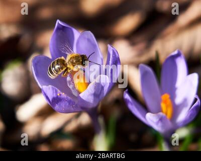 Eine vielbeschäftigte Biene, die Pollen einer Krokusblüte sammelt. Stockfoto
