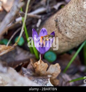 Eine Biene, die Honig auf der Krokusblüte sammelt. Stockfoto