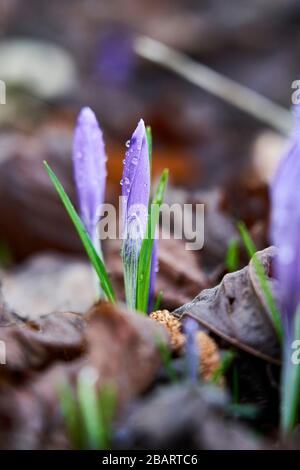 Krokusblüte mit Tröpfchen eines Morgentaus bedeckt. Tiefe der Feldtrennung. Stockfoto