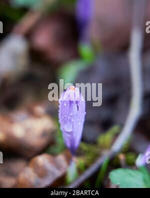 Die Spitze der Krokusblüte, die mit einem morgendlichen Tau bedeckt ist. Stockfoto