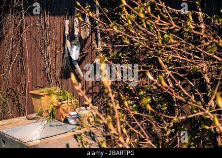 Tisch im Garten mit Topfpflanzen und Gartenwerkzeugen, die am Zaun hängen, im Frühjahr an sonnigen Tagen durch Zweige von Büschen mit grünen Knospen betrachtet Stockfoto