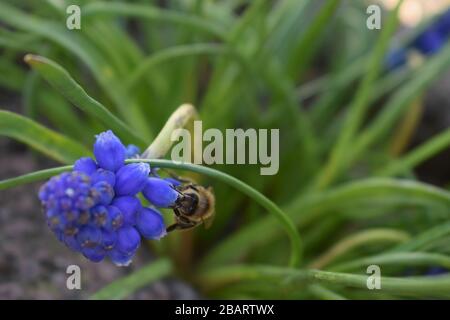 Biene auf Muscari-Blume auch als Leopoldia bekannt Stockfoto