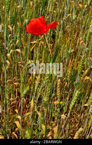 Rote Mohnblume zwischen Weizenfeldern im Herbst auf dem Land in Siebenbürgen. Stockfoto