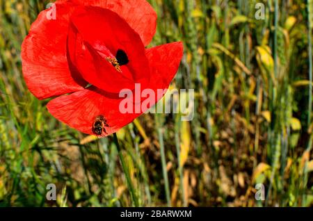 Rote Mohnblume mit einer Biene mit goldenem Weizenfeld auf dem Hintergrund im Sommer auf dem Land in Siebenbürgen. Stockfoto