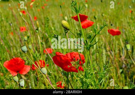 Red Poppy Feld im Sommer auf dem Land in Siebenbürgen. Stockfoto
