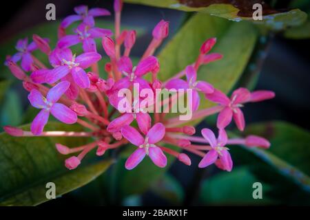 Schöner Blick auf die Ixora Coccinea blühende Pflanze. Auch bekannt als Dschungel-Geranium, Flamme des Holzes oder Dschungelflamme. Nationalblume von Suriname Stockfoto