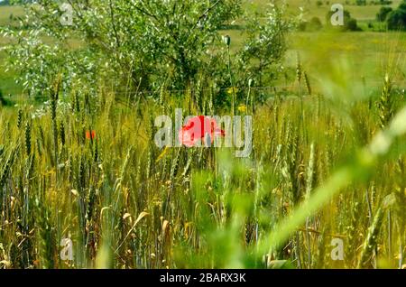 Rote Mohnblume in der Mitte des grünen Weizenfeldes mit grünen Hügel auf dem Hintergrund auf dem Land in Siebenbürgen. Stockfoto