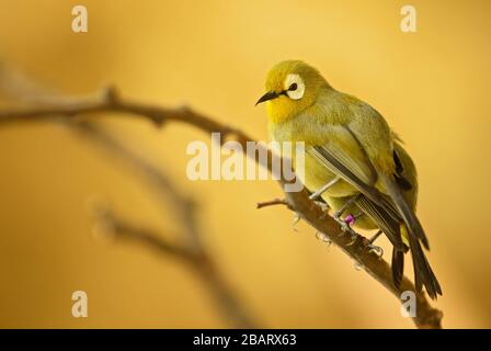 Indische Weißauge - Zosterops palpebrosus, kleiner schöner gelber Perchvogel aus Indiens Sträuchern und Waldgebieten, Indien. Stockfoto