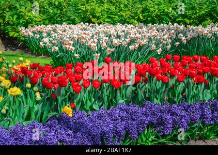 Frühlingsblumen tulpt daffodil im Park Stockfoto