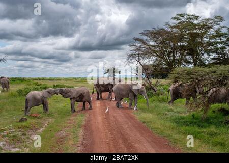 Eine Gruppe von Elefanten, die die Straße im Amboseli-Nationalpark, Kenia, überqueren Stockfoto