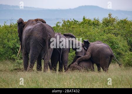 Eine Familie von Elefanten, die eng zusammenhaubert und von einigen Sträuchern, Masai Mara, Kenia, zusammenspielt Stockfoto