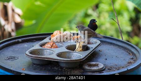 Hellbraun und grau (weiblich) und schwarz mit rotem Scheitel (männlich) Saint Lucian Black Finches (Moisson Pied Blanc), die sich von Bananen und Mama apfel ernähren Stockfoto