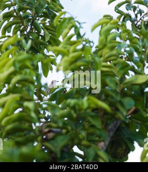 Spöttischer Vogel (Pied Carreau) dunkelgraue Federn und hellgrauer Scheitel, der auf einem sauren sop-Baum durch einen Halt in den Blättern im tropischen St. Lucia gesehen wird Stockfoto