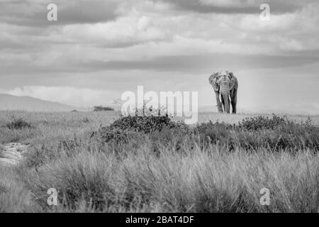 Ein einsamer Elefant spaziert durch die Ebene mit Wolken über dem Amboseli National Park, Kenia, in Schwarz-Weiß Stockfoto
