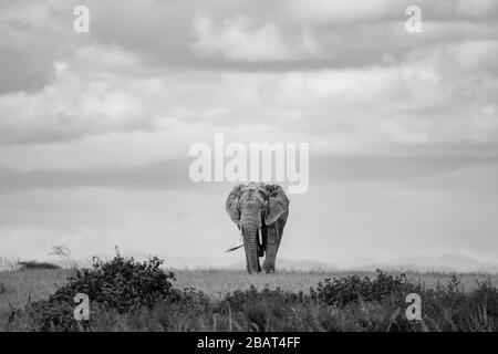 Ein einsamer Elefant spaziert durch die Ebene im Amboseli-Nationalpark, Kenia, in Schwarzweiß Stockfoto