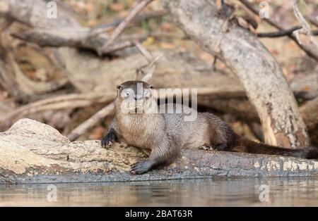 Nahaufnahme eines neotropischen Otters, Pantanal, Brasilien. Stockfoto