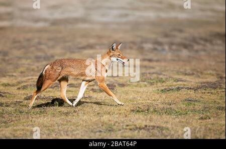 Nahaufnahme eines seltenen und gefährdeten äthiopischen Wolf (Canis simensis) in Bale Berge, Äthiopien. Stockfoto