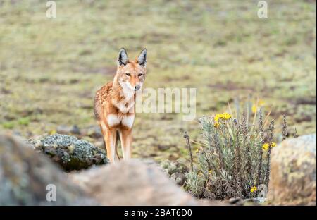 Nahaufnahme des bedrohten äthiopischen Wolfes (Canis simensis) in den Bergen von Bale, Äthiopien. Stockfoto