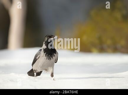 Nahaufnahme einer Krähe mit Kapuze (Corvus Cornix) im Schnee, Norwegen. Stockfoto