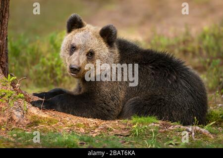 Nahaufnahme des Eurasischen Braunbär (Ursus arctos arctos) Cub im borealen Wald liegend, Finnland. Stockfoto