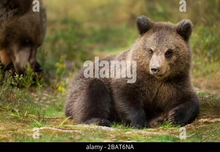 Nahaufnahme des Eurasischen Braunbär (Ursus arctos arctos) Cub im borealen Wald liegend, Finnland. Stockfoto