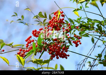 HIMMLISCHE BAMBUSPFLANZE MIT LEUCHTEND ROTEN BEEREN IM MÄRZ IN GROSSBRITANNIEN. NANDINA DOMESTICA. Stockfoto