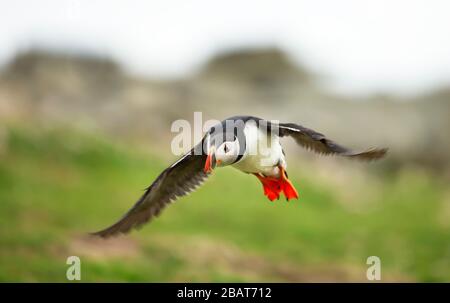 Nahaufnahme eines atlantischen Puffins (Fratercula arctica) im Flug, Noss Island, Shetland-Inseln. Stockfoto