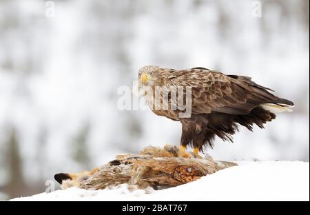 Nahaufnahme eines Weißwedeladlers (Haliaetus albicilla), der sich im Winter in Norwegen auf einen toten Fuchs ernährt. Stockfoto