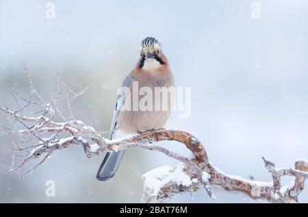 Nahaufnahme eines eurasischen jay (Garrulus glandarius), der im Winter auf einem Baumzweig in Norwegen thront. Stockfoto