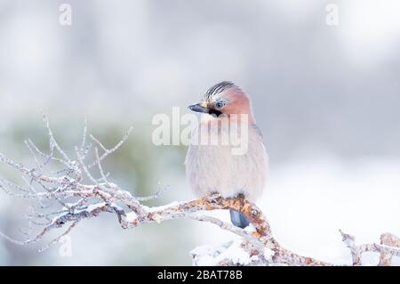 Nahaufnahme eines eurasischen jay (Garrulus glandarius), der im Winter auf einem Baumzweig in Norwegen thront. Stockfoto