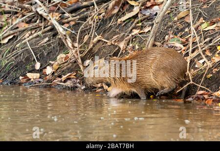 Nahaufnahme eines Babys Capybara, das an einem Flussufer im Süden Pantanals in Brasilien im Wasser spazieren geht. Stockfoto