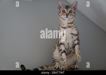 Silber Pedigree Bengalen Stockfoto