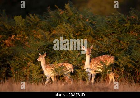 Falten Sie Rehe mit einem Fawn in Farnen, Herbst in Großbritannien. Stockfoto