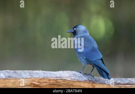 Nahaufnahme eines westlichen Jackdaw (Coloeus monedula), der auf einem Baum vor grünem Hintergrund, Großbritannien, thront. Stockfoto