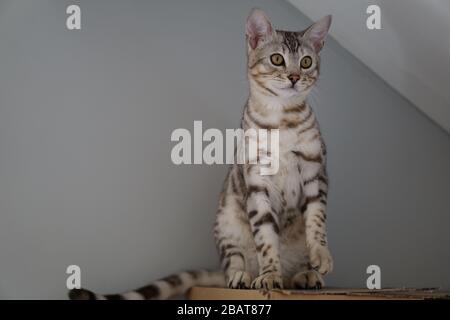 Silber Pedigree Bengalen Stockfoto