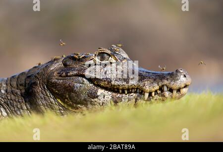 Porträt eines Yacare Caiman (Caiman Yacare) mit Fliegen, Südpantanal, Brasilien. Stockfoto