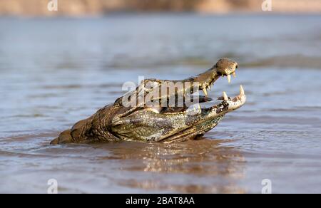 Nahaufnahme eines Yacare Kaimane (Caiman yacare) essen Piranha, Süd Pantanal, Brasilien. Stockfoto