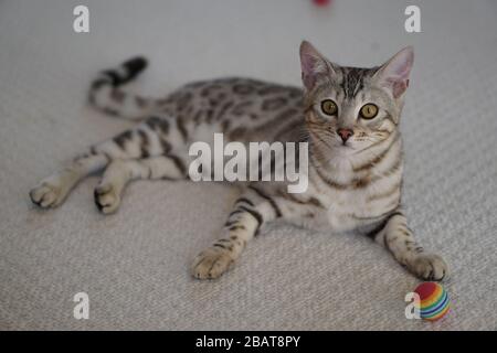 Silber Pedigree Bengalen Stockfoto