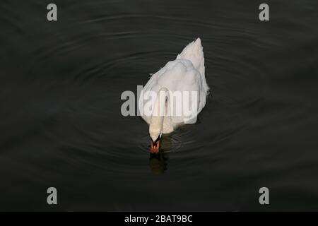 Schöne weiße Schwan Trinkwasser in schwarzen See Hintergrund Stockfoto