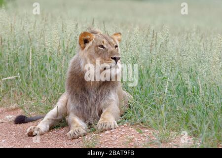 Schwarzer Mandellöwe (Panthera leo Vernayi), erwachsenes Männchen, das auf der Seite einer Feldstraße liegt, Kgalagadi Transfrontier Park, Nordkaper, Südafrika Stockfoto