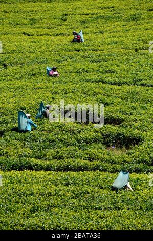 Sri Lanka, Nuwara Eliya, Teeplantage, tamilische Frauen, die Teeblätter zupfen Stockfoto