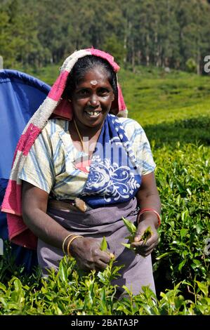 Sri Lanka, Nuwara Eliya, Teeplantage, tamilerin, die Teeblätter zupft Stockfoto