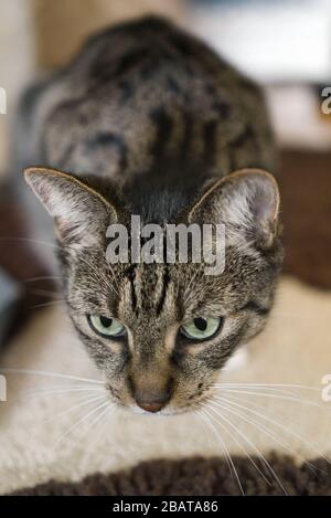 Die tabby-Katze, die auf einem Teppich knüppeliert und etwas beobachtet, konzentriert sich auf den Vordergrund Stockfoto