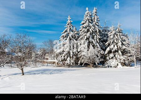 Schnee bedeckt immergrüne Bäume Stockfoto