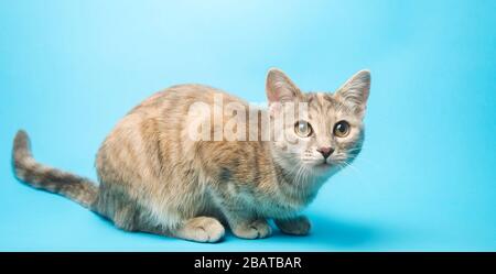 Graue Tabby-Katze auf blauem Hintergrund sieht nach oben. Tierporträt. Haustier. Sitzend posieren. Schöne lustige Kätzchen. Stockfoto