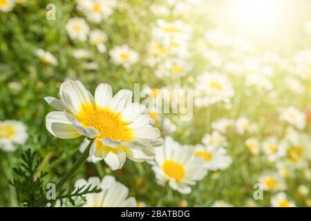 Schöne sonnige Kamille-Blumen-Nahaufnahme Stockfoto